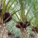 Harga Sawit Kembali Turun